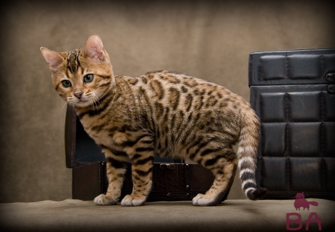 Порода леопардовый кот: описание, уход и здоровье, стоимость