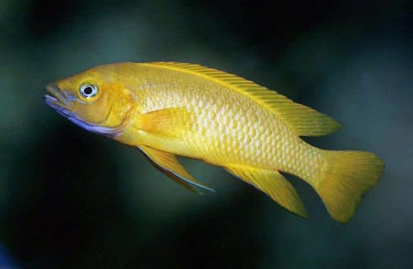 Лампрологус апельсиновый - прекрасная рыбка 