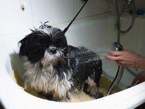 как часто мыть собаку