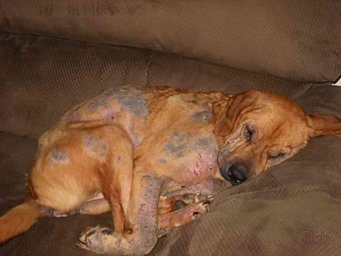 лечение болезни чумка у собак