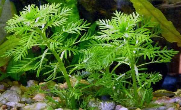 Хоттония - красивое аквариумное растение