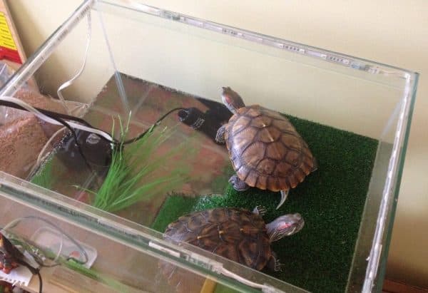 Аквариум для красноухой черепахи читайте статью