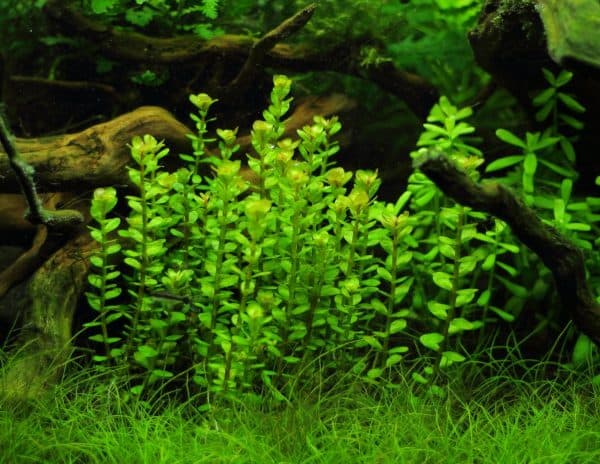 Аммания - растение в аквариуме