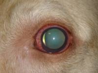 глаукома у собак