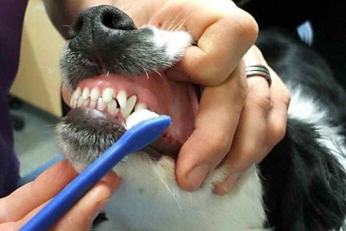 зачем чистить собаке зубы