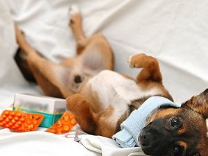 гепатит у собак как лечить