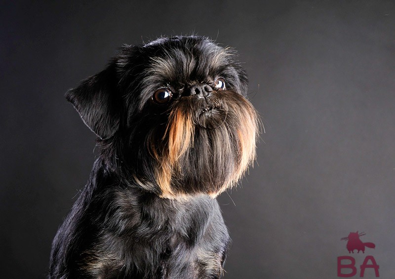 Порода собак гриффон: описание, уход и здоровье, стоимость