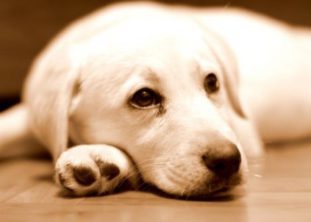 Какие бывают признаки наличия глистов у собак и как лечить собачьи гельминтозы?