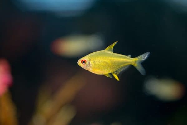 Лимонная тетра - красивая рыбка