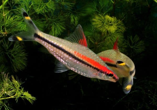 Барбус денисони - красивая рыбка