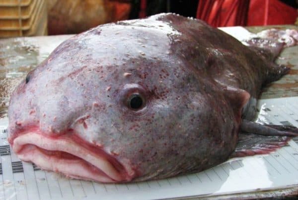 Рыба-капля - удивительная рыбка