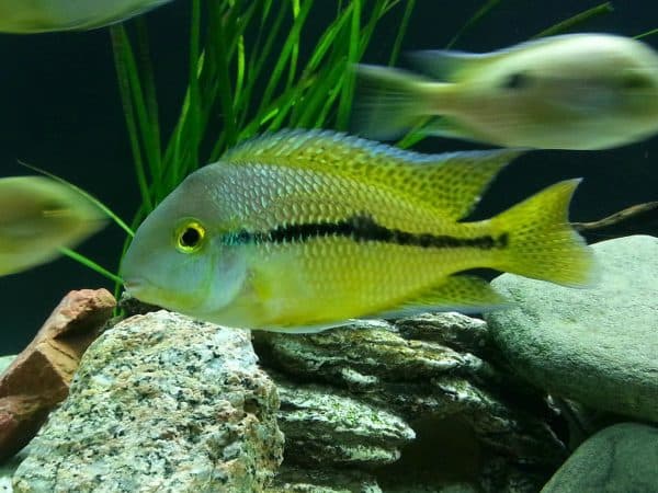 Никарагуанская цихлазома - красивая рыбка в аквариуме