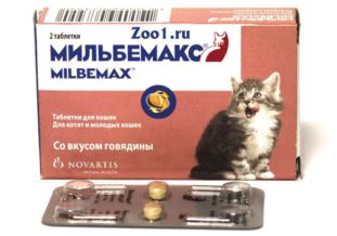 Аскариды у кошек: пути заражения, лечение и профилактика