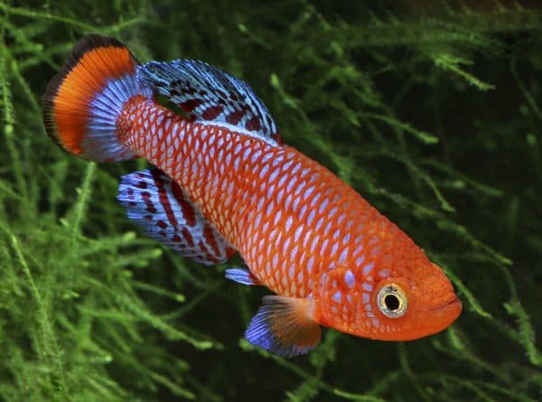 Нотобранхиус - прекрасная рыбка