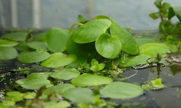 Лимнобиум - удивительное растение в аквариуме