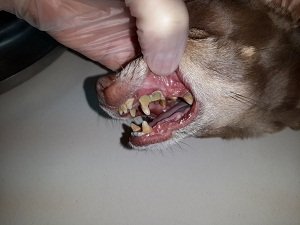 как удалить зубной камень у собаки