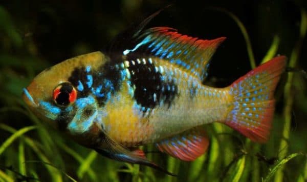 Апистограмма Рамирези красивая рыбка