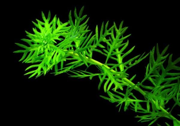 Хоттония - прекрасное аквариумное растение
