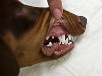 воспаление слюнной железы у собаки