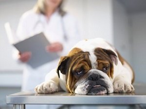 озноб у собаки лечение
