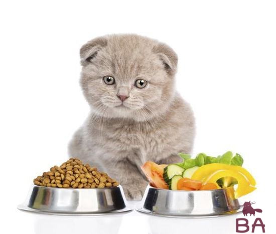 Как правильно подобрать диету для кошек?