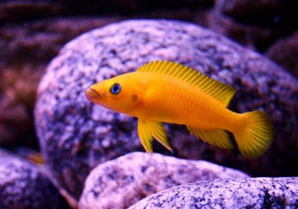 Лампрологус апельсиновый - красивая рыбка в аквариуме