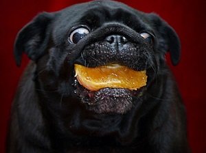 собака ест мандарины