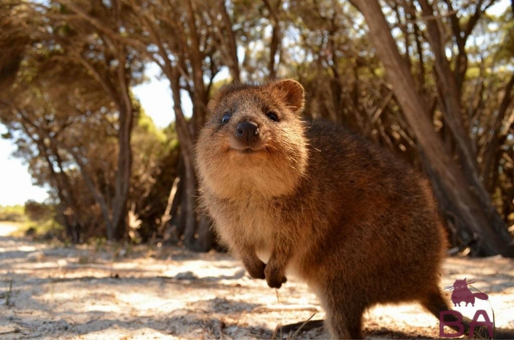 Список сумчатых животных в Австралии