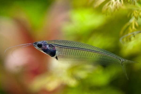 Стеклянный сомик - красивая рыбка