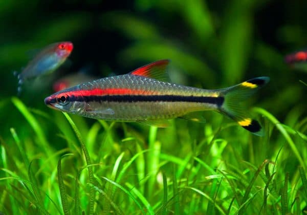 Барбус денисони - прекрасная рыбка