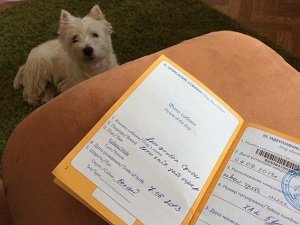 как заполнить ветеринарный паспорт собаки образец