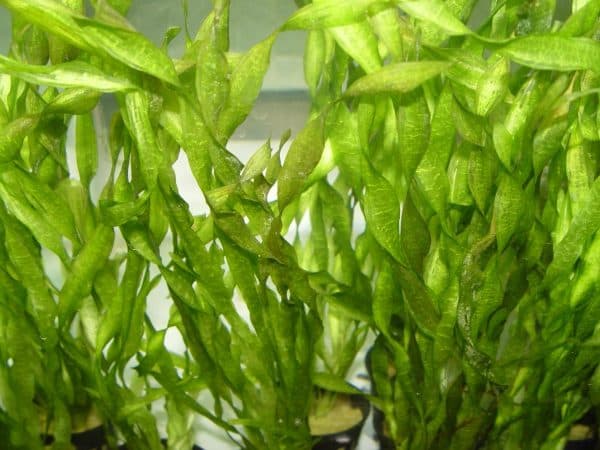 Валлиснерия спиральная - растение в аквариуме