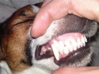 смена зубов у щенков