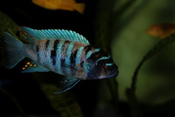 Псевдотрофеус зебра - прекрасная рыбка в аквариуме