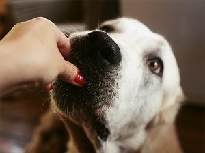 гемолитическая анемия у собак