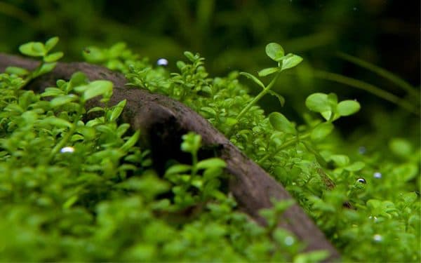 Микрантемум - красивое растение в аквариуме