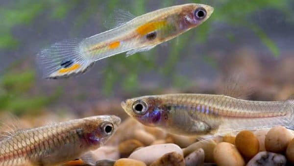 Гуппи – самые неприхотливые аквариумные рыбки