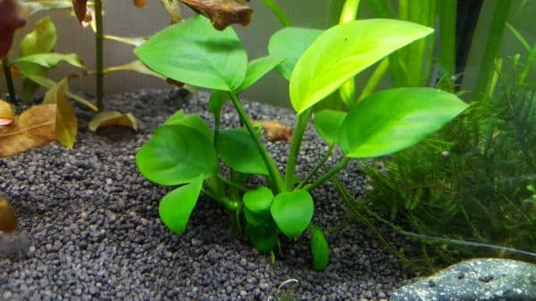 Анубиас нана - прекрасное аквариумное растение