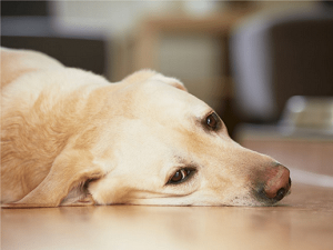 почечная недостаточность у собак симптомы