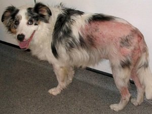 блошиный дерматит у собак лечение