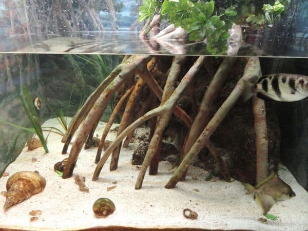 Мангровая коряга для аквариума читайте статью