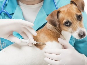 лечение чумки у собак