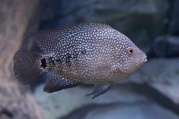 Бриллиантовая цихлазома - красивая рыбка в аквариуме