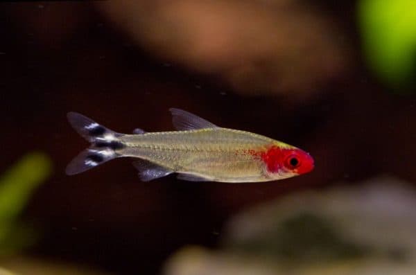 Родостомус - красивая рыбка в аквариуме