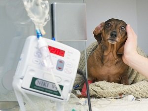 дископатия у собак лечение