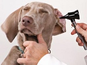 болезни ушей у собак лечение