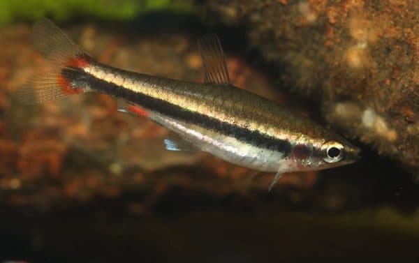 Нанностомус бекфорда - прекрасная рыбка в аквариуме