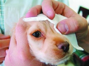 конъюнктивит у собак лечение