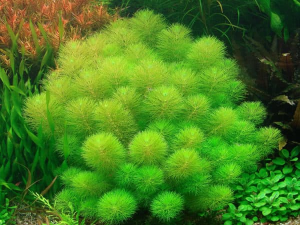 Лимнофила - красивое растение в аквариуме