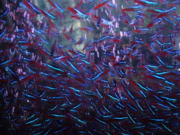 Красивый фото обзор неоновых рыбок